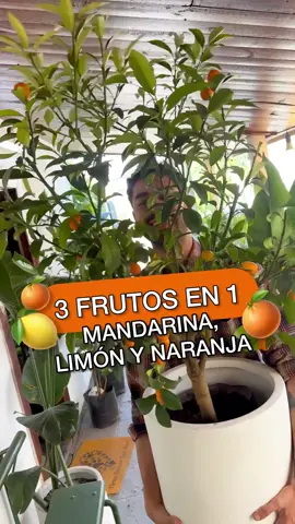 Sabías que este Arbolito mezcla el sabor de 3 Frutos, Mandarina, Limón y Naranja en una frutita muy pequeña 😱🍋🍊 Este es el arbolito Kumquat muy famoso por la forma de sus frutos, además de tener un poder muy especial para la prosperidad y buena suerte en el hogar, ideal para entradas de cualquier hogar 🏡🥰 Sin duda, lo debes tener en tu hogar!! Para cuidarlo en verano debes regarlo dos veces por semana 🌱 #greenhouse #tipsplantas #chile #santiago #nature   