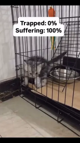 LET HIM FREE #cuteanimals #cats #kitten #fyp 