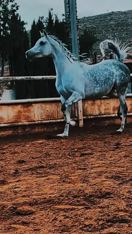 سأصون وّدكم وإن طال الجفا #مديح #الشيخ #عاطف_الهوي #اكسبلورexplore #الصعيدي