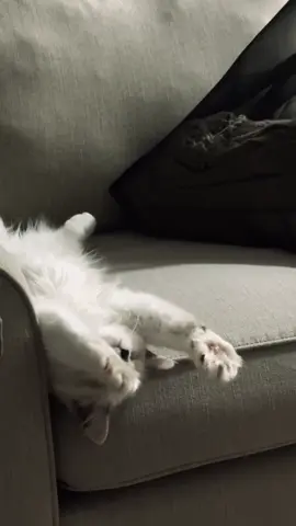 #mycat  #jeddah  #cat  #me 