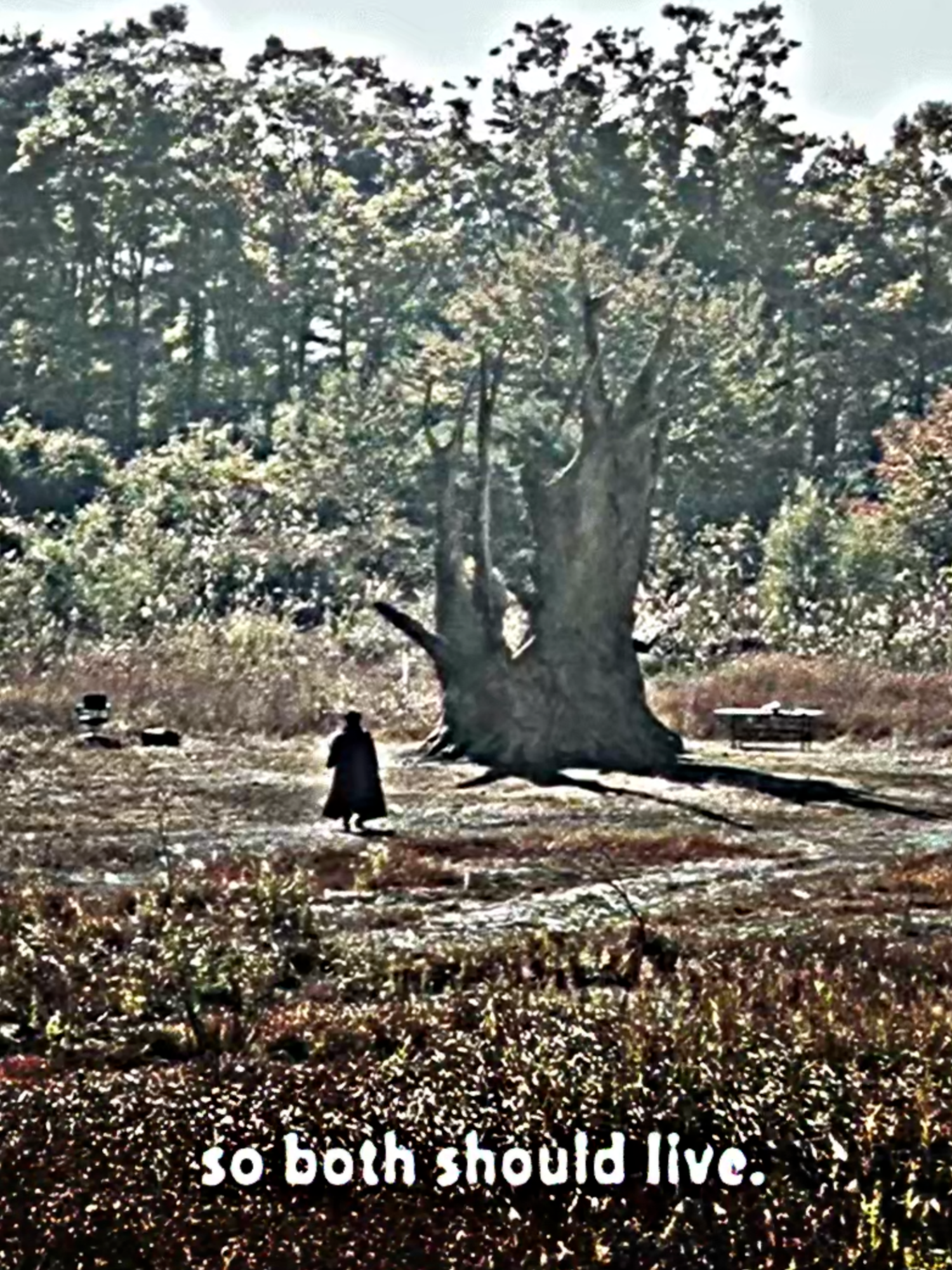 #charisma1999 #charisma1999edit #kiyoshikurosawa #cure1997 #cure1997edit #japanesecinema #edit #fyp