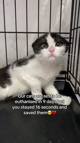 Its the least you can do🥺🙏#catshelter #shelter 