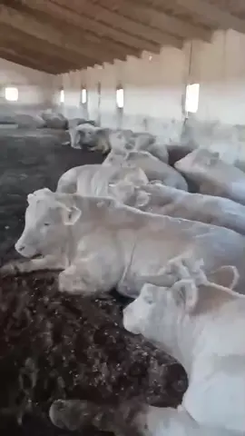 charolaise 🐄🦬 #الشعب_الصيني_ماله_حل😂😂 #fypシ゚ #fypシ゚viral🖤tiktok #عجول #المغرب🇲🇦تونس🇹🇳الجزائر🇩🇿 