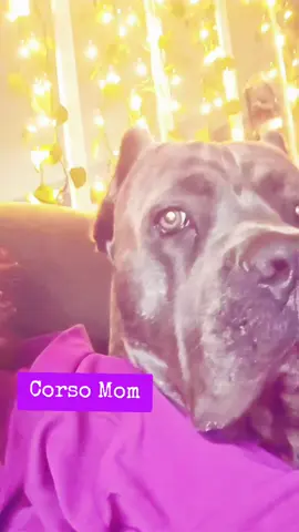 #corsomom #hekissedmefirst  #canecorso  #adogsloveisforever 