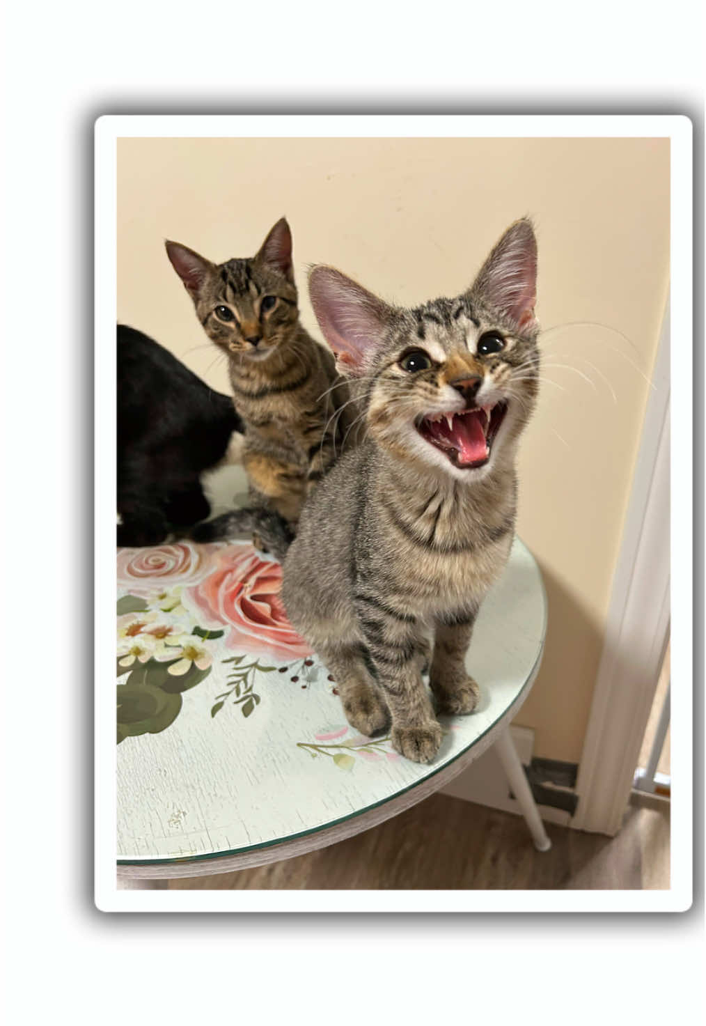 This whole time we thought he had beef with the mirror, when in reality I think he was perfecting his “adopt me” face for his adoption bio! #kitten #smile #meow 