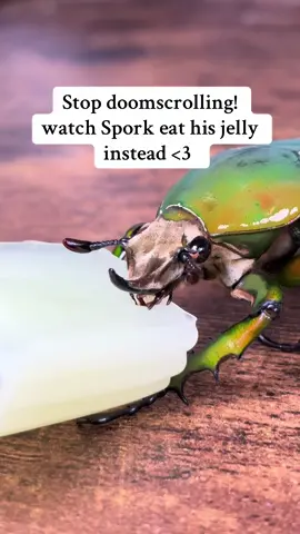 I hope you enjoy 🙂‍↕️  Spork’s species is: Mecynorrhina torquata immaculicollis  #entomology #bugsoftiktok🐜🐌🐛🦗 #invertebrates 