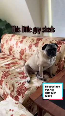 Our little pug Frank is a super shedder! This glove is the easiest way to pick up pet hair from the sofa and carpet. #pugsoftiktok #doghair #pethairremoval #electrostaticglove #fyp #tiktokshop #viralproduct