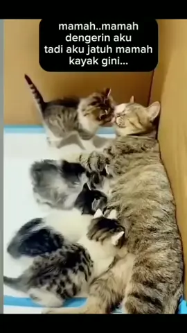 kecil kecil sudah bisa mejelaskan kronologi dia jatuh👍🤭🤣😂😂