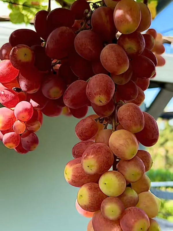 Anggur apel  Grapehome  #anggurbasanti #berkebun 