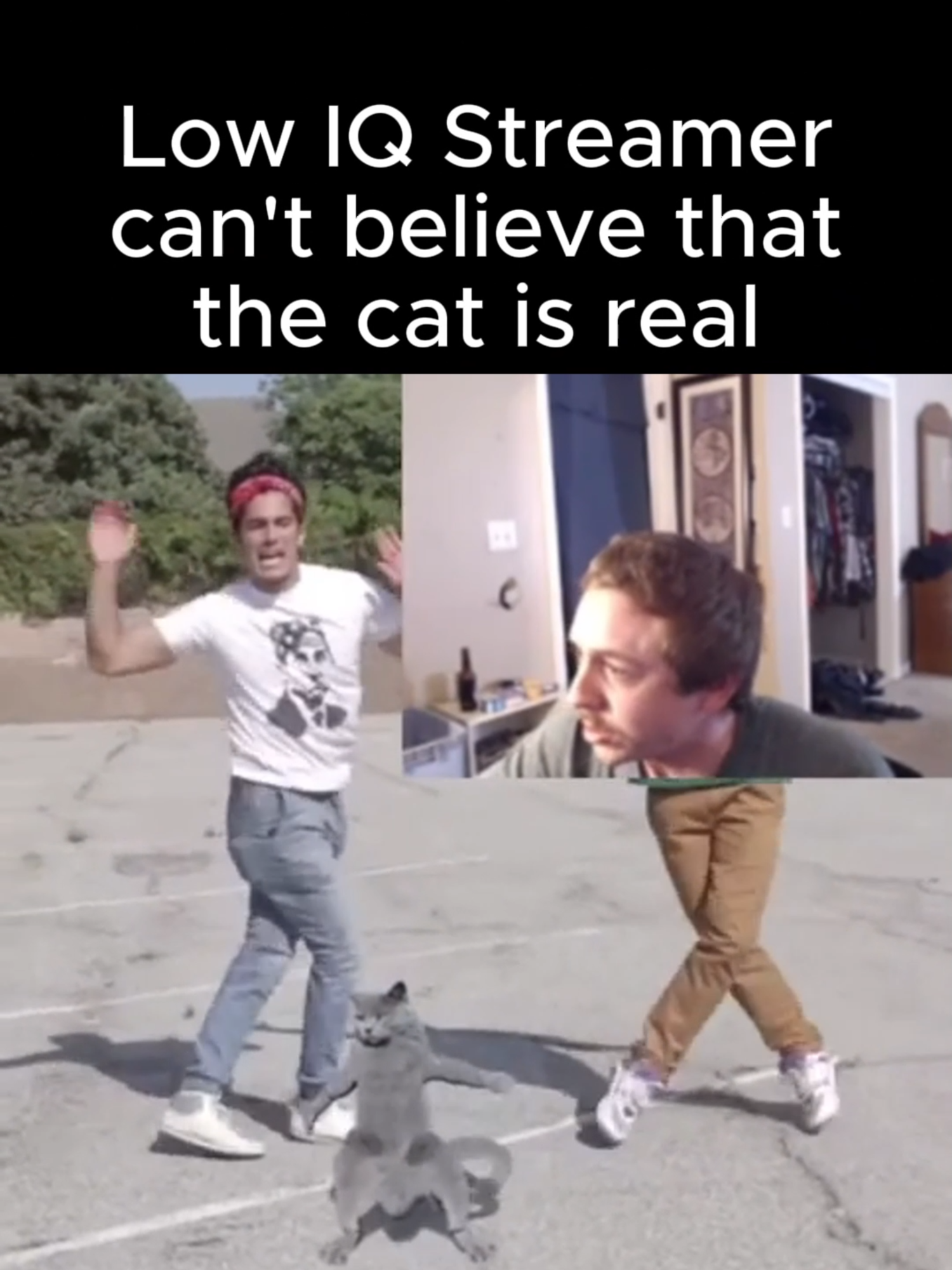 Bossmanjack is absolutely astonished at this cat and can't believe his eyes, he wants it to be real Or maybe he doesnt, his mind is a mystery to all of us #bossmanjack #fyp #foryou