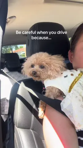 Car seat and bed for your pets you are missing out on. 🐶🛌 #petcarseat #dogbed #dogsoftiktok #petmusthaves #forpets 