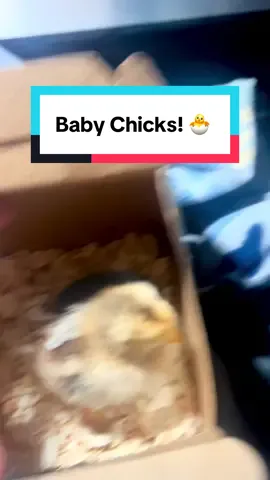 Mozart became a #Mama! #Chicks #BroodyHen #ChickenMama #FluffyBabies           Welcome Symphony and Happy Feet to the Pancoast Flock! 💖