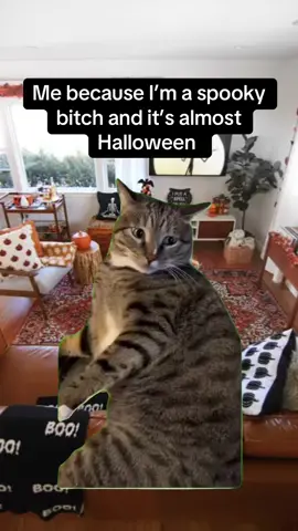 Counting down the days 🎃 #halloween #catsoftiktok #spookyseason #fallaesthetic 
