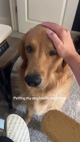 He really said “that’s enough” #goldenretriever #dogsoftiktok 