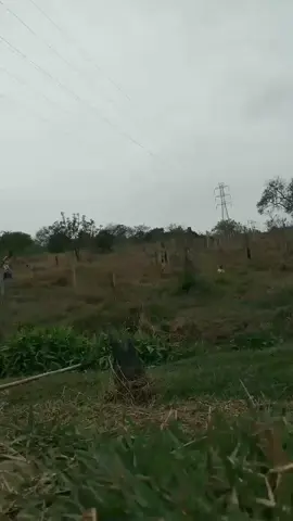 Laura no passinho 
