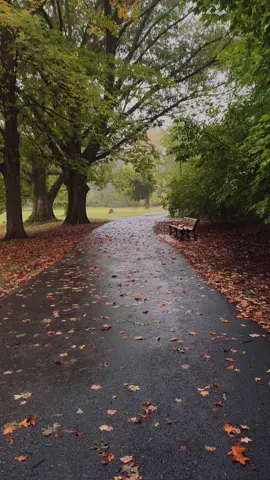 #fall #autumn #autumncolors #autumnaesthetic #naturetok 