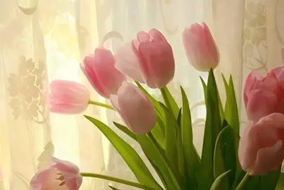 🌷-perfect & deep love #foryoupage #tulips #pink  #viral #aesthetic 