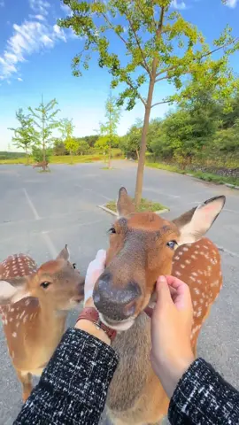 “Can I pet you?”  #deer #lovely #cute 