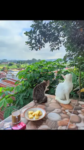 joged pagi 😻😻  #ai #viral #viralvideo #fypシ #fyp 