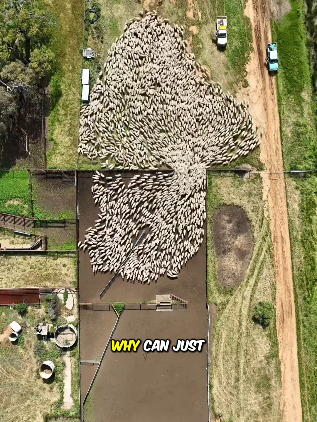 Border Collies can easily control hundreds of sheep.