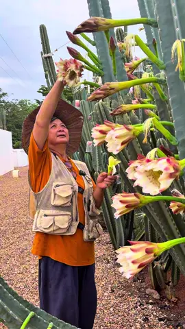 ผสมดอกกันจ้า🌸🌺🌵 #ไร่วันยังขำ #กระบองเพชรกินได้ #cactus #กระบองเพชร #แคคตัส 