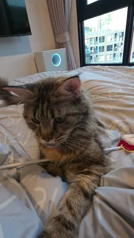 #สัตว์เลี้ยงtiktok #mypet #cat #maincoon #เมนคูน 