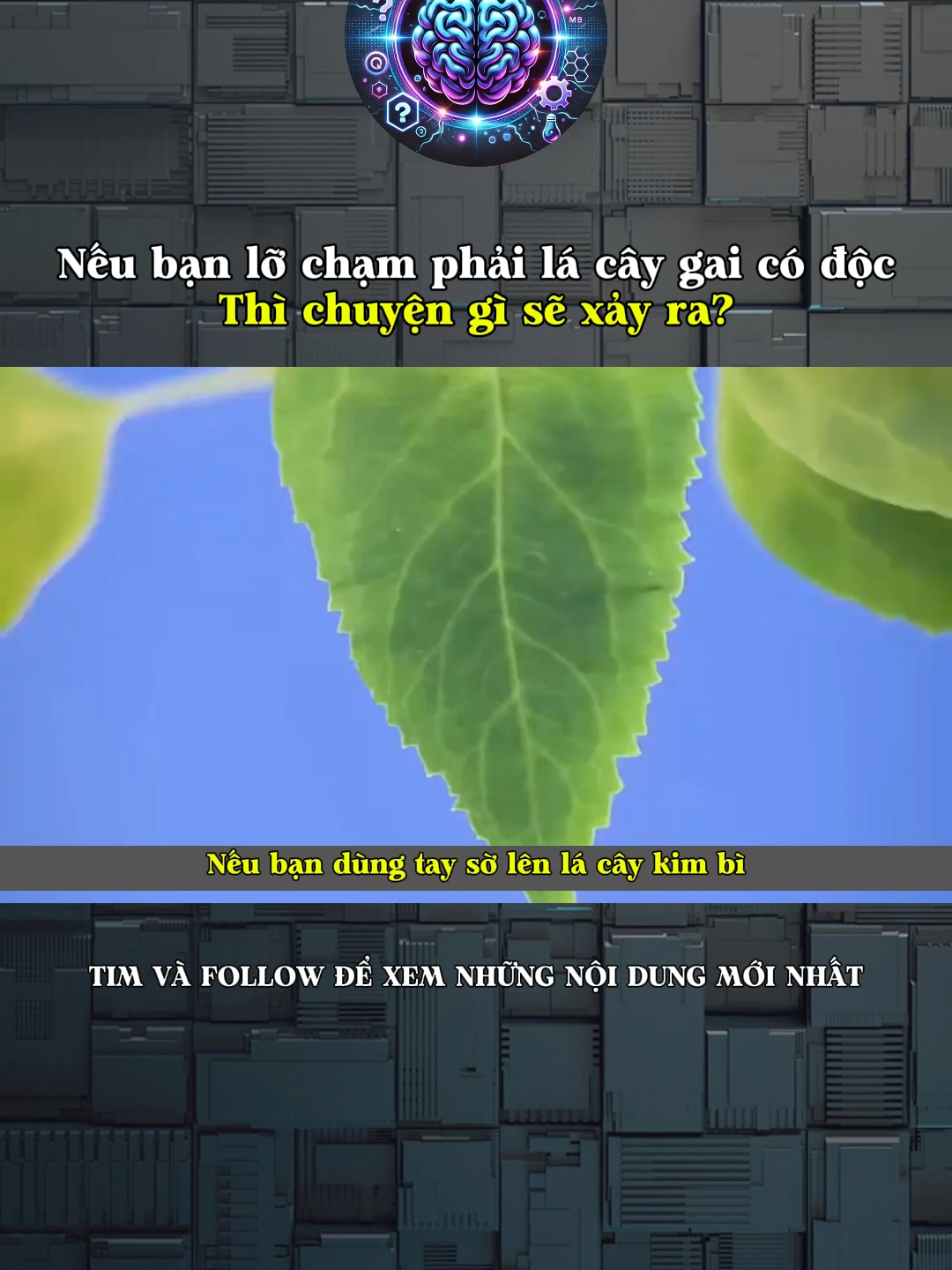 Nếu bạn lỡ chạm phải lá cây gai có độc thì chuyện gì sẽ xảy ra?#LearnOnTikTok #kienthuc #khoahoc #kienthucthuvi #khampha #doisong