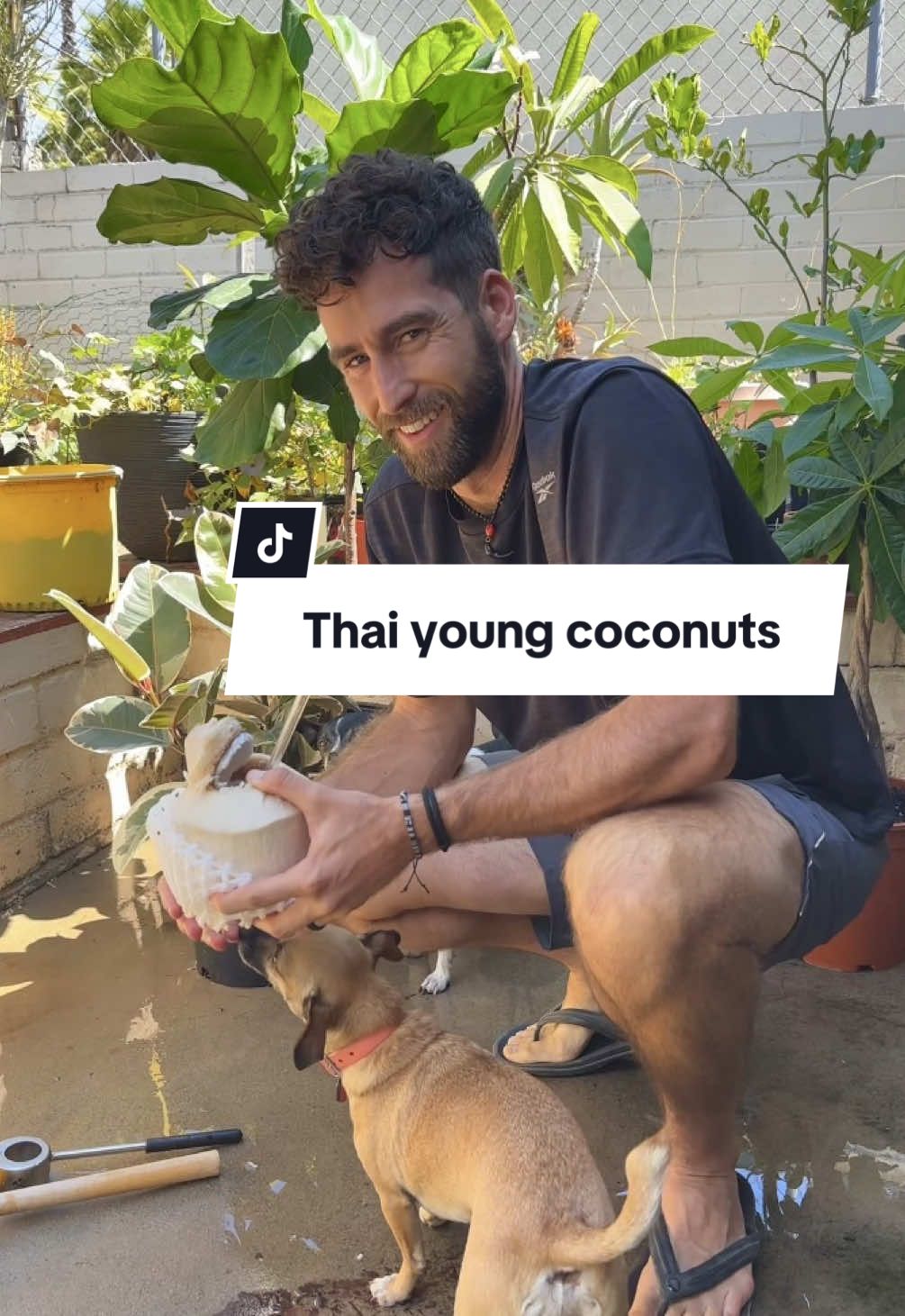 There’s nothing like cracking open a Thai young coconut. Seriously, nothing compares to this flavor. It’s packed with natural electrolytes, enzymes, and minerals that keep you hydrated better than most sports drinks. And unlike prepackaged coconut water (which is often pasteurized, stored for months, and can lose nutrients), fresh coconuts give you the pure taste and full benefits straight from nature. You even get the added bonus of all the coconut meat, which can be eaten or blended in a smoothie.  #youngcoconut #everydaywellness  #hydrationhack #superfoodlife #healthyfinds