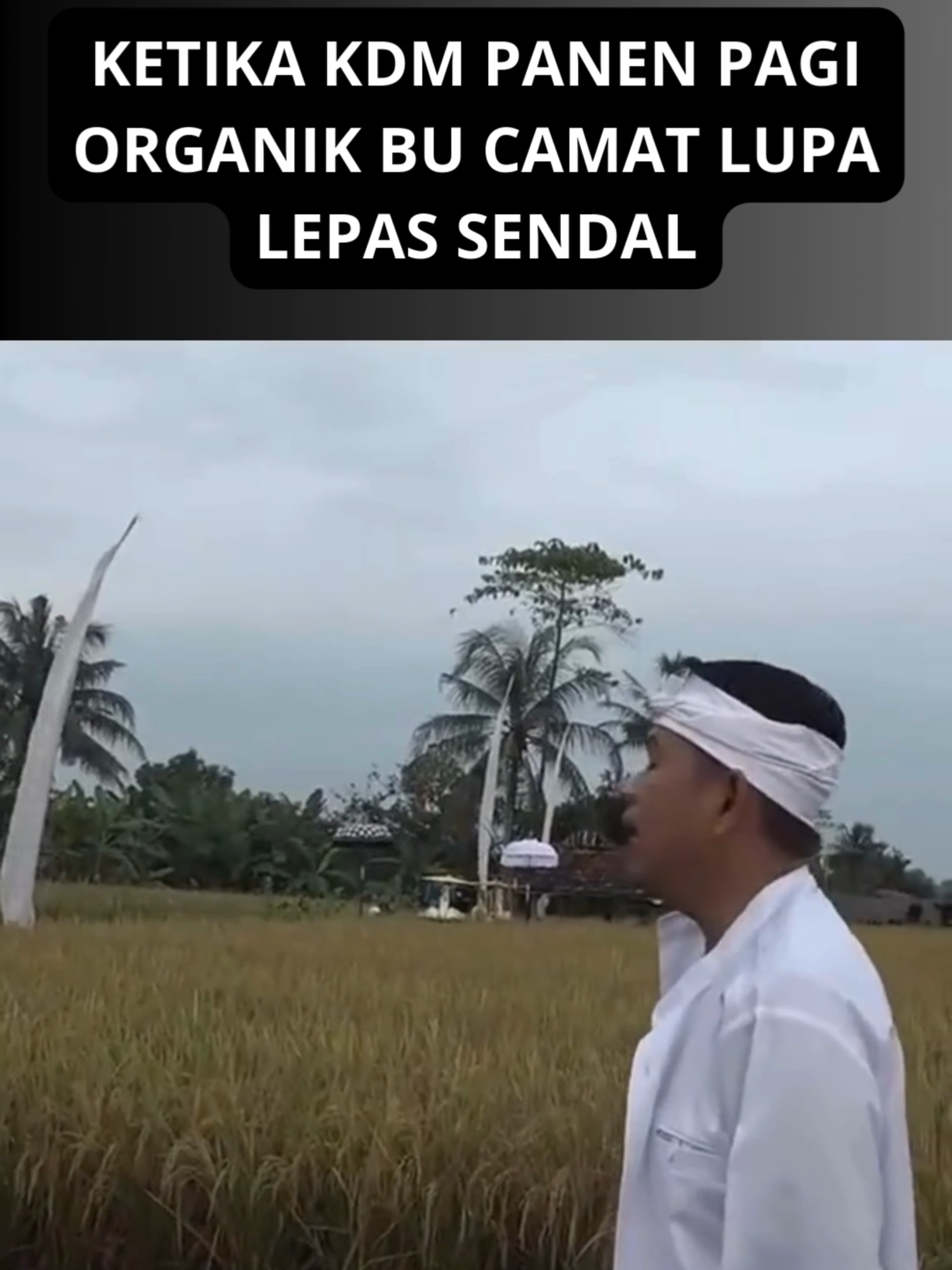 Momen Lucu! Bu Camat Lupa Lepas Sandal Saat Panen Padi Bareng KDM 😂🌾 Dalam sebuah acara panen padi organik yang dihadiri oleh Kang Dedi Mulyadi (KDM), ada momen kocak yang terekam kamera. Seorang ibu camat yang bersemangat membantu, terlihat begitu fokus saat memotong padi sampai lupa melepas sandalnya. KDM yang melihat kejadian itu pun langsung menegurnya dengan candaan yang membuat suasana menjadi lebih cair. Momen ini tidak hanya menunjukkan kesederhanaan para pejabat, tetapi juga betapa KDM mampu menciptakan suasana akrab dan tanpa sekat dengan siapa pun. 👍 #KDM #kangdedimulyadi #gubernurjawabarat #KdmCalonRI #kdmforpresiden #dedimulyadipilihanku #gubernurkonten #satuharisatuvidio #satuvidiosatuhari