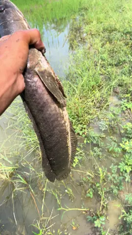 មេស្រះ🥰🥰🥰