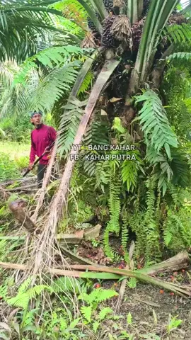 Pelepah terlipat menang susah memanen nya 