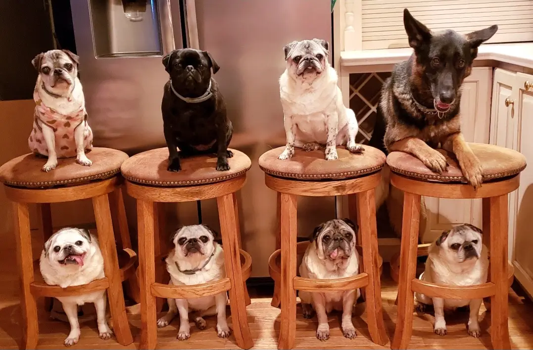Bottom Row is Frank (Dad), Atticus (littermate), Edward (brother different litter) and Brutus (littermate)! We have never experienced littermate syndrome nor do I know of any pugs that have. If you have had or have littermates, can you share your experiences? Pictures are welcome and encouraged 😁  #pugpartyplusone 