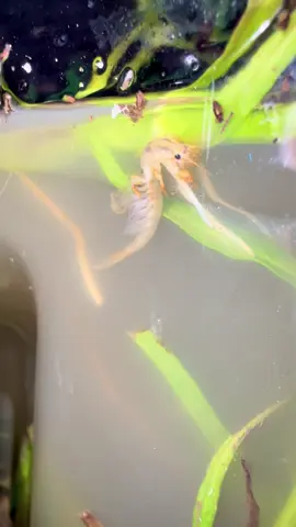 Emergency update! Cause wtf is that 😦 #ecosystemjar #ecosystem #fypシ #creature 