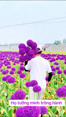 Lúc đầu họ cười mình vì nghĩ mình trồng dứa ở đồng bằng , đâu biết mình đang trồng tuyết cầu 🥰🥰🥰 #tuyetcau #hoatuyetcau 