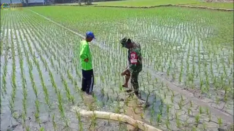 Babinsa Koramil 0803-05/Wungu melaksanakan kegiatan Komsos dengan petani membahas tentang kelancaran pengairan untuk menghadapi perubahan musim bertempat di Desa Pilangrejo Kec. Wungu Kab. Madiun
