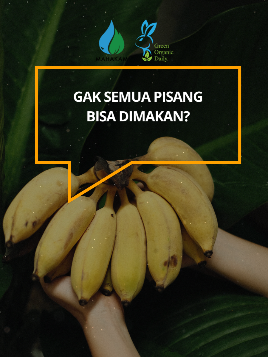 Jangan salah pilih pisang! 🍌 Ternyata nggak semua pisang enak dimakan langsung loh. Ada pisang meja yang manisnya bisa langsung disantap, ada juga pisang olahan yang wajib digoreng atau direbus dulu baru mantap. Contoh pisang meja: Cavendish, Ambon, Raja, Mas. Contoh pisang olahan: Kepok, Tanduk, Nangka. Faktanya, di Indonesia ada lebih dari 200 jenis pisang, tapi nggak semuanya buat dimakan segar. 👉 Jadi, kamu tim pisang dimakan langsung atau tim pisang goreng panas-panas? Komentar di bawah ya! #PisangIndonesia #FaktaPisang #KontenTani #PetaniMilenial #PisangNusantara #BelajarPertanian #KontenEdukasi #InfoPertanian #IndonesiaAgriculture #buahnusantar