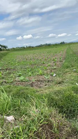 Bismillah mugi di paringi Slamet #petani #petanitembakau #tembakau #teknikpertanian #pertanianindonesia 
