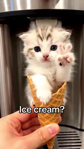 ✌️✌️✌️#icecream #cat #dessert #cute #kitty (via cat_vlog365/IG)