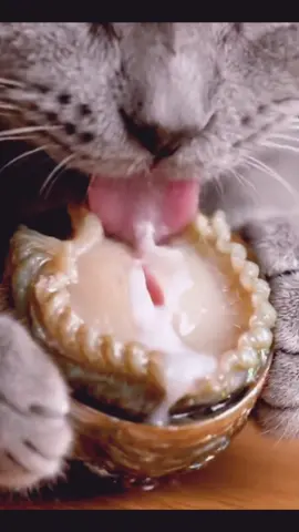 How does a cat eat seafood! #fypシ゚viral🖤tiktok #catlovers #cat #asmr #fyp 