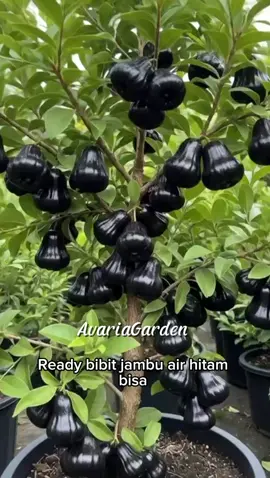 #blackguava #jambuair #bibitokulasi #cepatberbuah #viral 