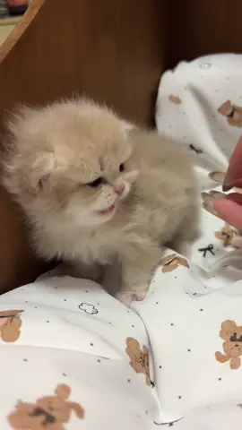 Damage 0%🤣🤣🤣🤣#kitten #catlover #catsoftiktok #kittensoftiktok #kitty 