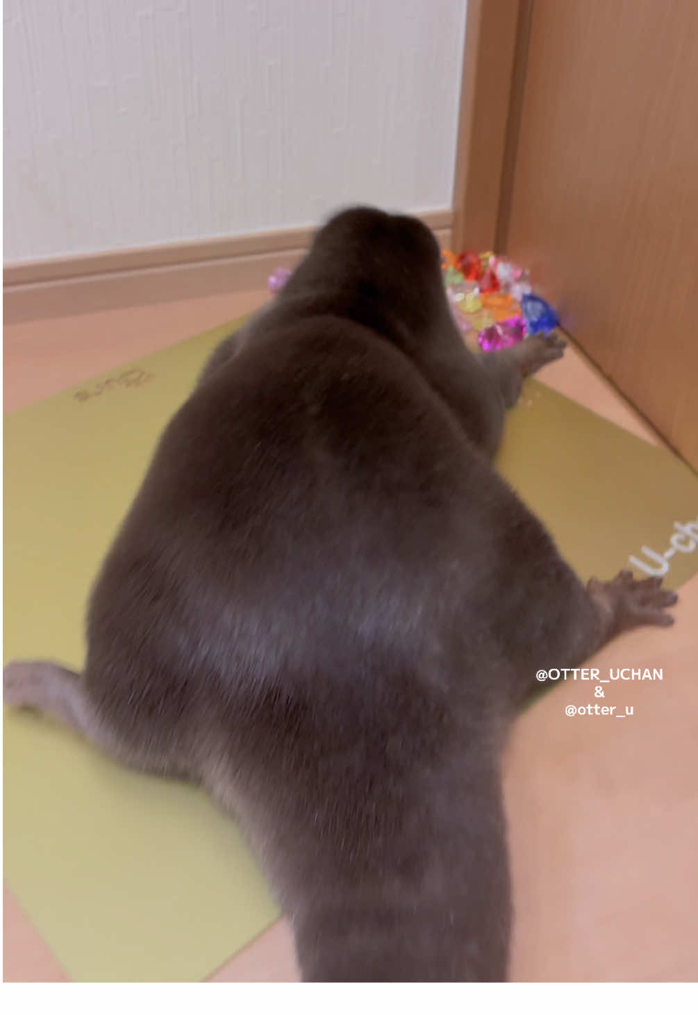 がちゃがちゃが楽しいお年頃 #カワウソ #コツメカワウソ #otter  #выдра #Loutre   