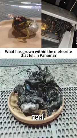 What has grown within the meteorite that fell in Panama?#tiktok #foryou #news #fyp