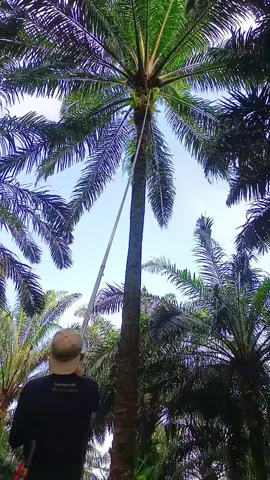 panen pokok tinggi 15 meter #creatorsearchinsights #fypp #panensawit #sawitontiktok 