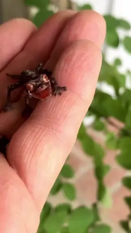 Listen to this feisty baby satanic leaf tail gecko  #babygecko #satanicleaftailgecko #satanicleaftailedgecko #uroplatusphantasticus #uroplatus #leaftailgecko #leaftailedgecko #gecko #geckos #geckosofinstagram #lizard #lizards #lizardsofinstagram #reptiles #reptile #reptilesofinstagram #reptilepets #reptilefanatics #reptilephotography #reptilekeeper #herpetology #herpetoculture #thereptilereport #thereptilereport 