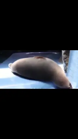 clean my belly.. #fyp #fypシ #seals #sealsoftiktok #animals 