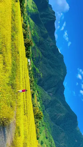 Đồng lúa chín vàng thật đẹp