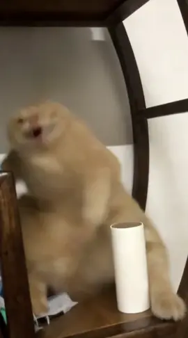 My cat is crazy #cat #cats #ai #fyp #pet