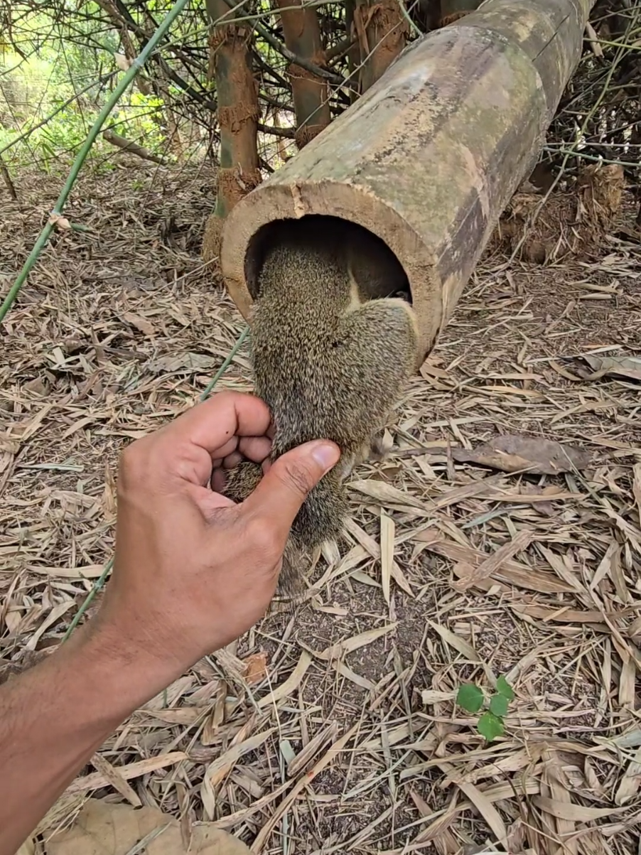 Terjebak dalam bambu  #animals #fypシ゚viral 
