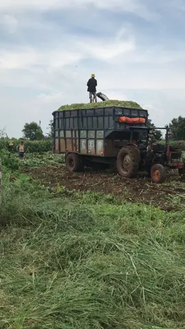 #xuhuong mai a sắp cho cái đầm😂@Anh Hào 🚜 